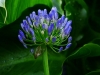 Agapanthus