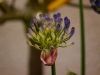 Agapanthus