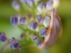 agapanthus knospen
