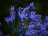 Agapanthus im Morgenlicht