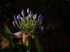 Agapanthus im Morgentau