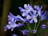 Agapanthus