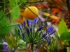 Agapanthus und Orange
