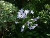 Schmucklilie (Botanisch: Agapanthus) im Botanischen Garten von Padua