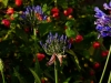 Agapanthus und Schönmalve