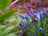 Agapanthus