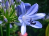 Agapanthus (Foto: Walter Frensel)