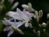 agapanthus weiss