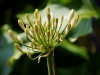 agapanthus weiss nah