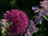 alium potpourri