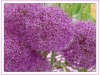 Allium (Foto: Birgit Sagasser)