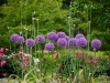 allium pflanzung
