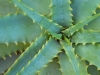 Aloe vera (Foto: Robert Johnson)