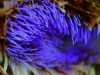 Artischockenblüte