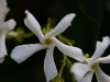 bluete sternjasmin
