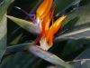 Strelitzienblüte