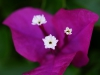 bougainvillea bluete