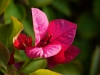 bougainvillea bluete