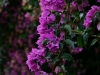 Bougainvillea im Morgenlicht