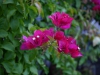 bougainvillea halbschatten