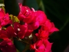 Leuchtende Bougainvillea