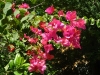 Bougainvillea im botanischen Garten von Padua
