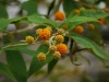 budleja globosa