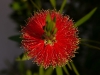 callistemon