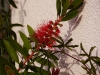Callistemon
