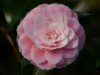 Camelia japonica albino botti