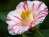 Camelia japonica fukiage shibori