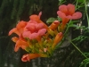 Klettertrompete (Botanisch: Campsis Radicans)
