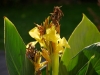 Gelbe Canna