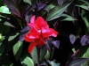 Canna (Foto: Peter Hinz)