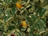 Panaschierte Calamondin