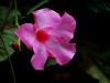 Dipladenia nach dem Regen