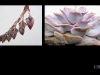 Echeveria (Foto: Josef Reichvilser)