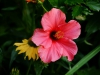Echinacea und Hibiskus