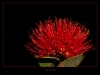 Blüte des neuseeländischen Eisenholzbaums (Foto: Frank Seifert)