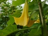 Datura