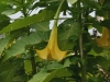 Engelstrompeten Blüten