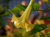 Datura im Morgenlicht