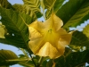 Gelbe Pracht - Blick in den Blütenkelch der Engelstrompete