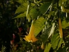 Engelstrompetenblüte