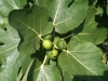 Feigen (Botanisch: Ficus Carica)