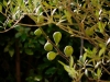 Feigenbaum und Olivenbaum