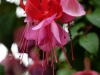 fuchsien