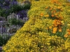 Lavendel und Sonnenbraut (Foto: Lothar Nieswandt)