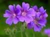Geranium magnificum (Foto: Helmut Zimmermann)