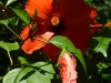 Hibiskus im botanischen Garten von Padua